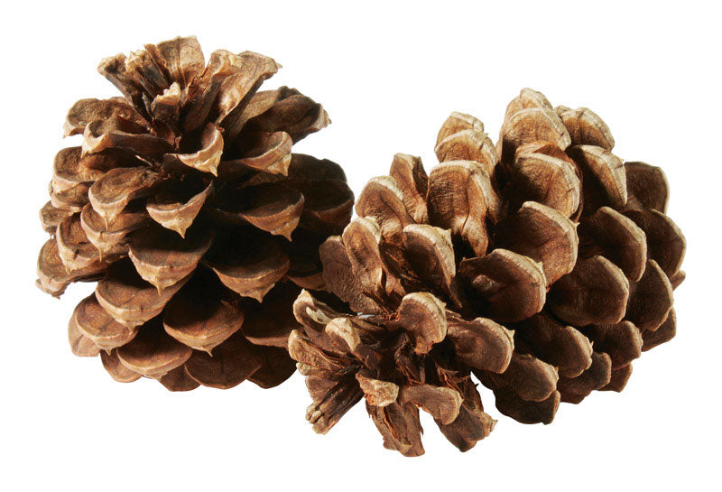 CBK GLOBAL ENTERPRISES INC, Buffalo Cinnamon Scent Brown Tabletop Mount Non-Electric Pinecones (Pack of 25)